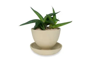 Sansevieria-patens-snake-plant_480x480