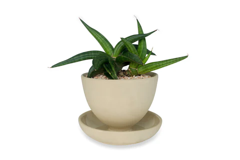 Sansevieria-patens-snake-plant_480x480