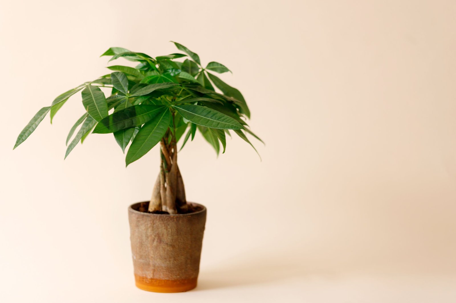 licensed-image A "Money Tree" plant (Pachira Aquatica). Green pachira aquatica leaves on beige background.