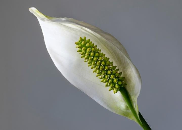 indoor plant