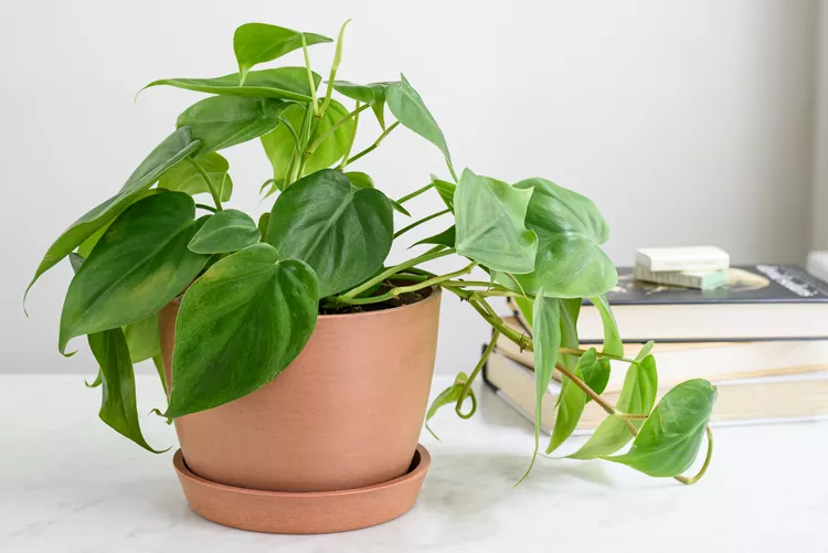 indoor herb gardens