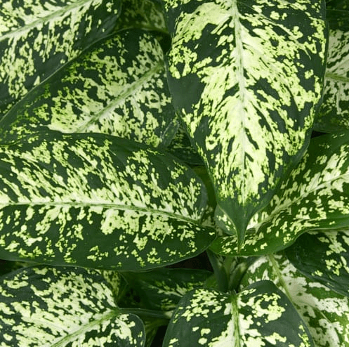 dieffenbachia maculata