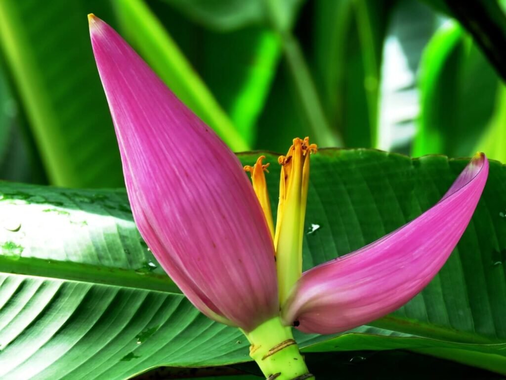 musa tropicana