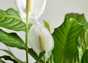 how to care for a peace lily indoors in winter