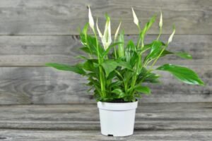 peace lily indoor plant benefits