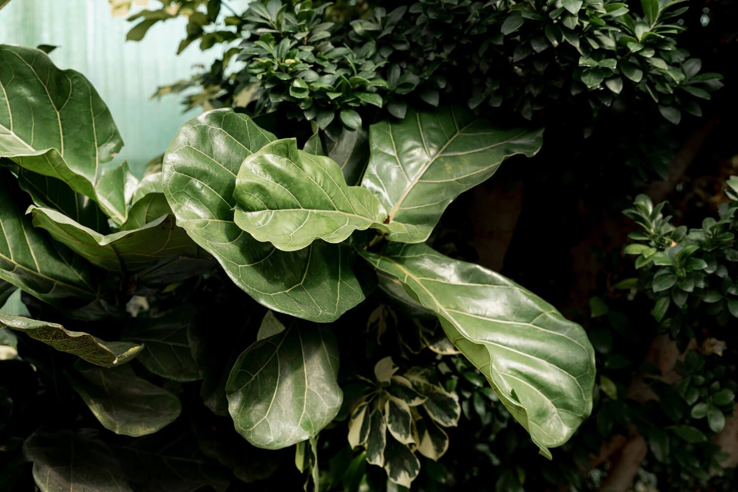 Large Fiddle Leaf Fig Tree