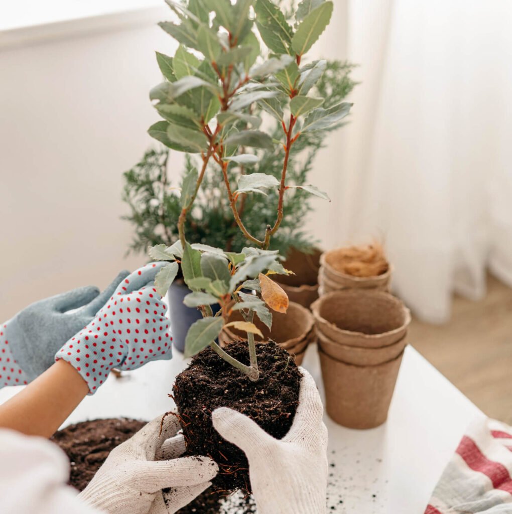 Indoor plant-greenery day