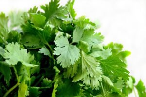 is cilantro same as coriander