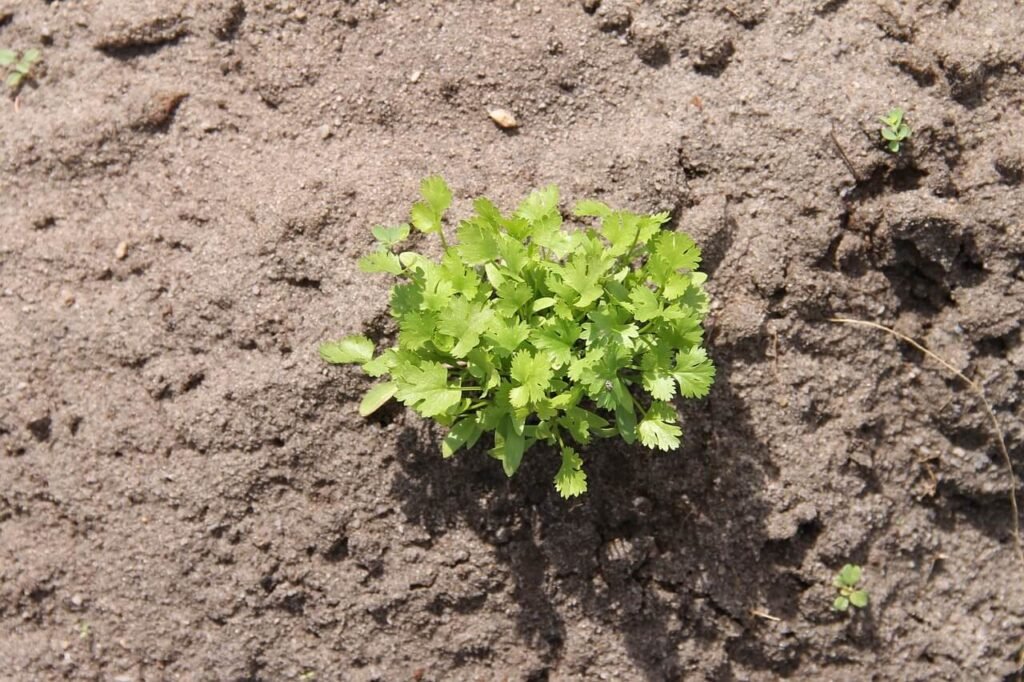 is coriander the same as cilantro