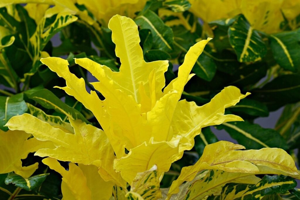croton-plant-8579744_1280