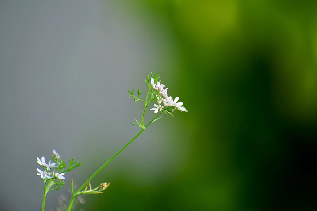 is cilantro and coriander the same herb