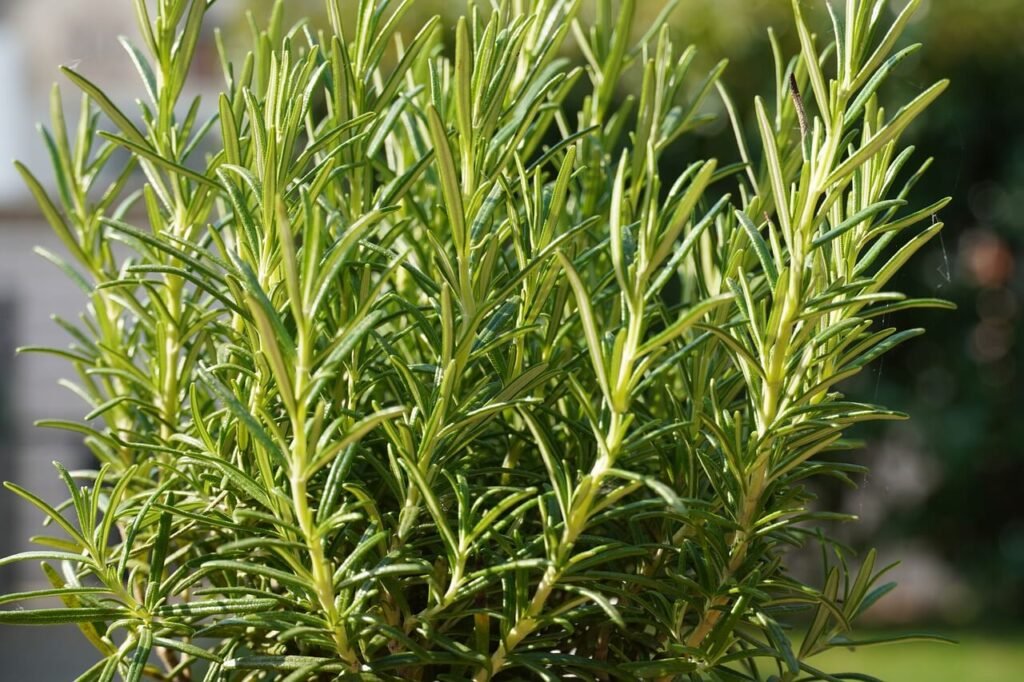 how to propagate rosemary plant