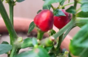 how to pickle cherry peppers