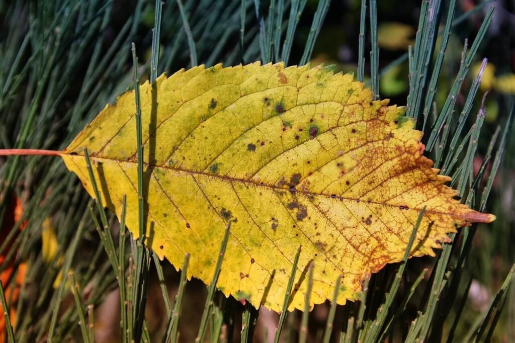 leaf-3264138_1280