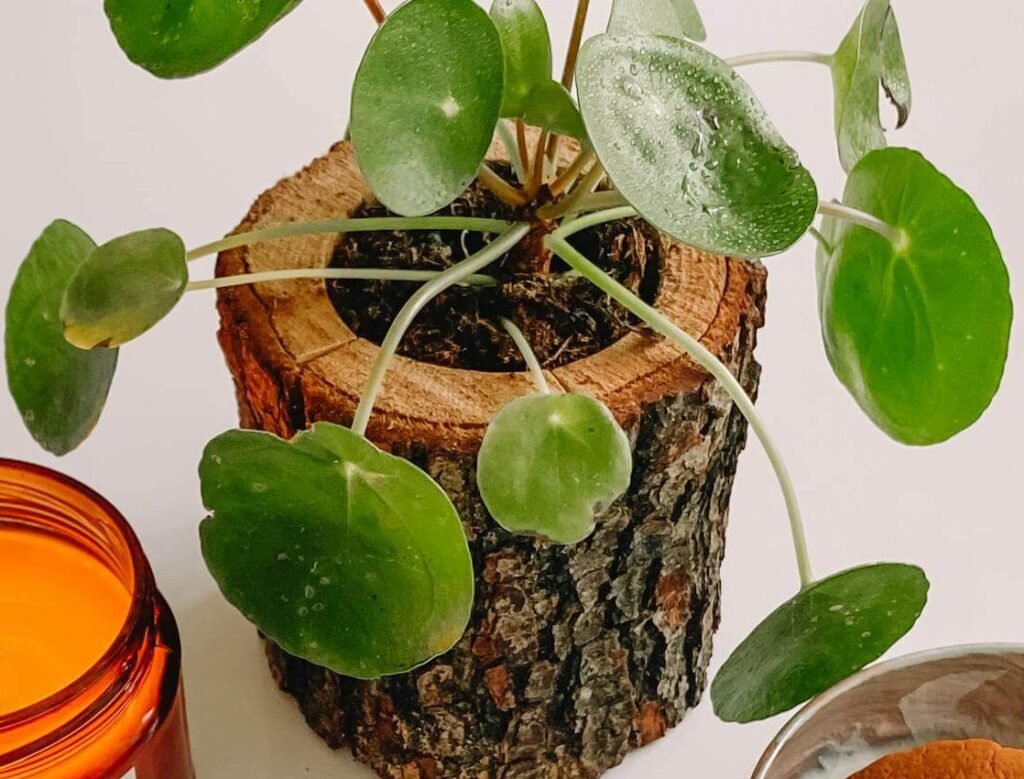 indoor plant