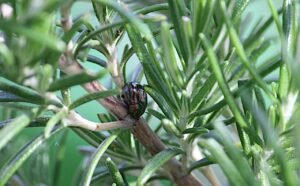 How to make rosemary water for hair 