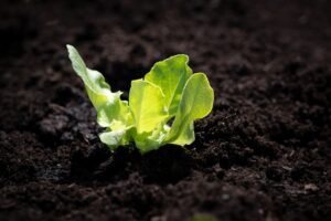 how to care indoor plants during winter