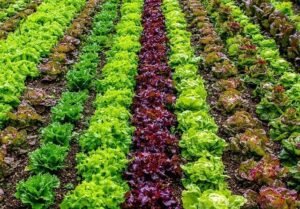 growing salad greens indoors