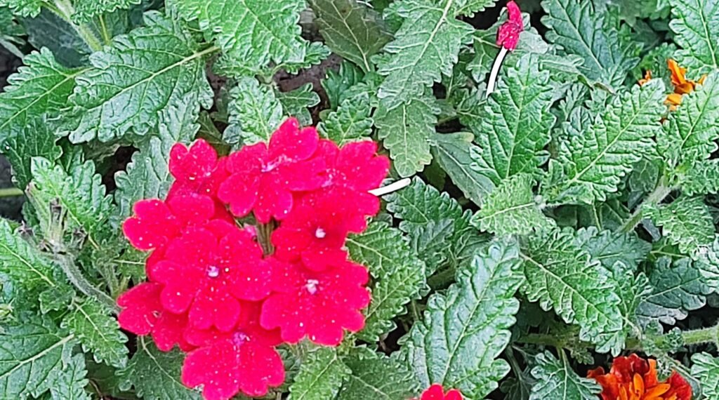 Plants for a Winter Garden in the California Bay Area