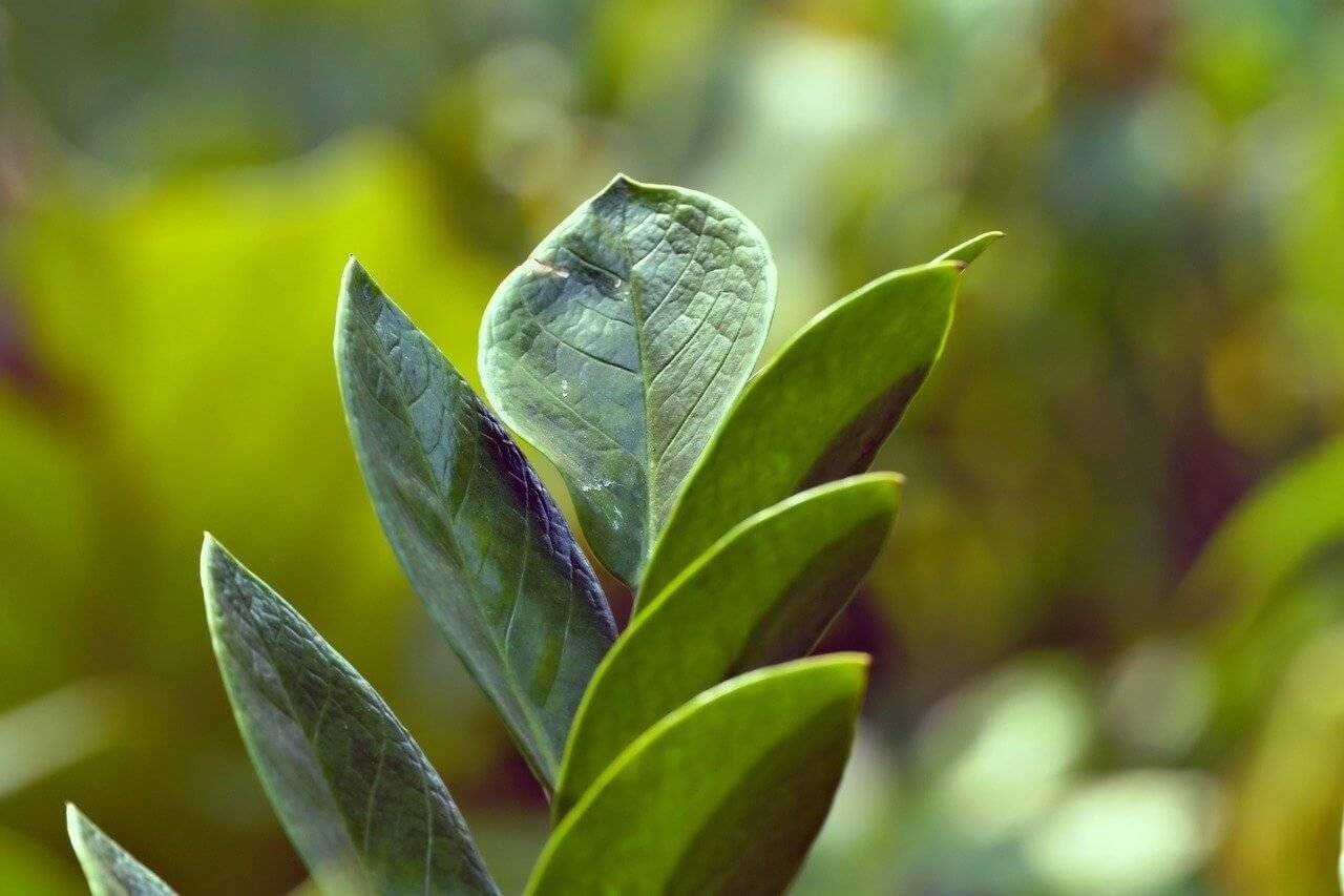 indoor plant