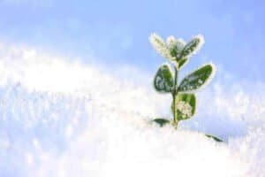 Plant Covers for Winter Protection