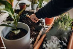 Plants for a Winter Garden in the California Bay Area