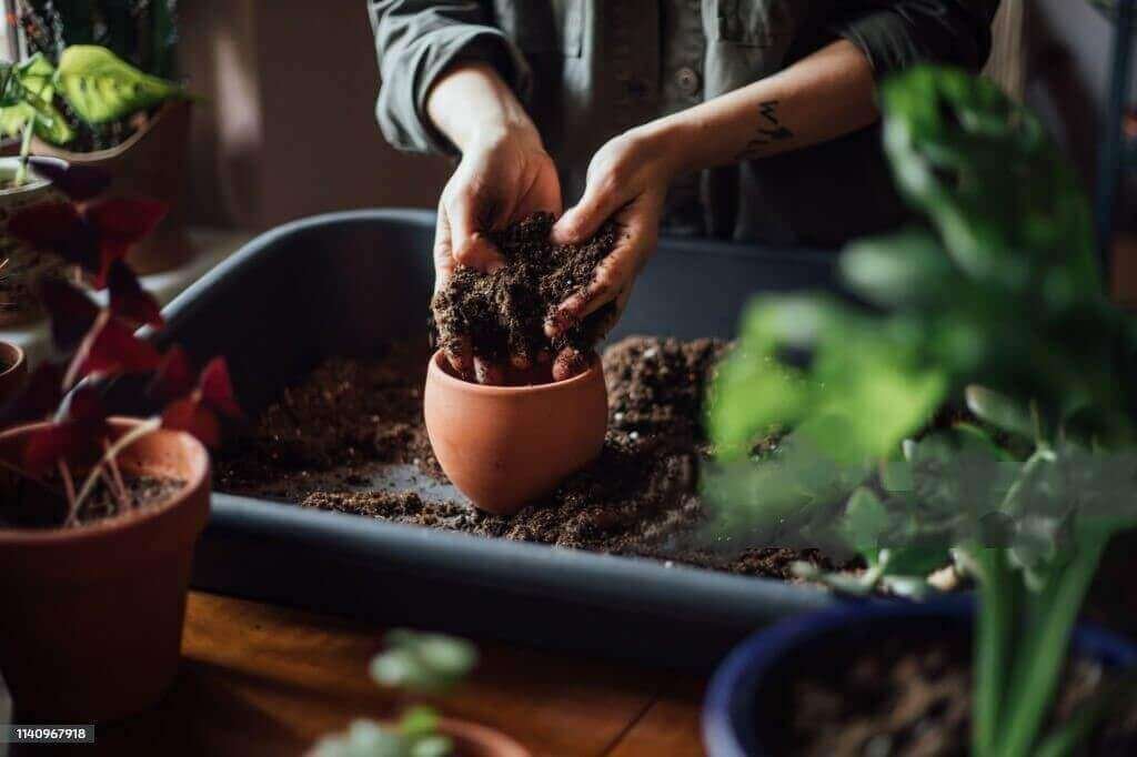 Plants for a Winter Garden in the California Bay Area