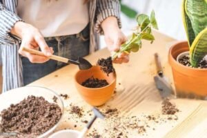 Plants for a Winter Garden in the California Bay Area