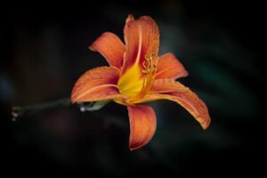miltoniaOrchid-3