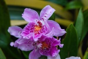 miltoniaOrchid-4