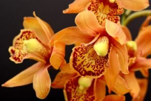 orchids