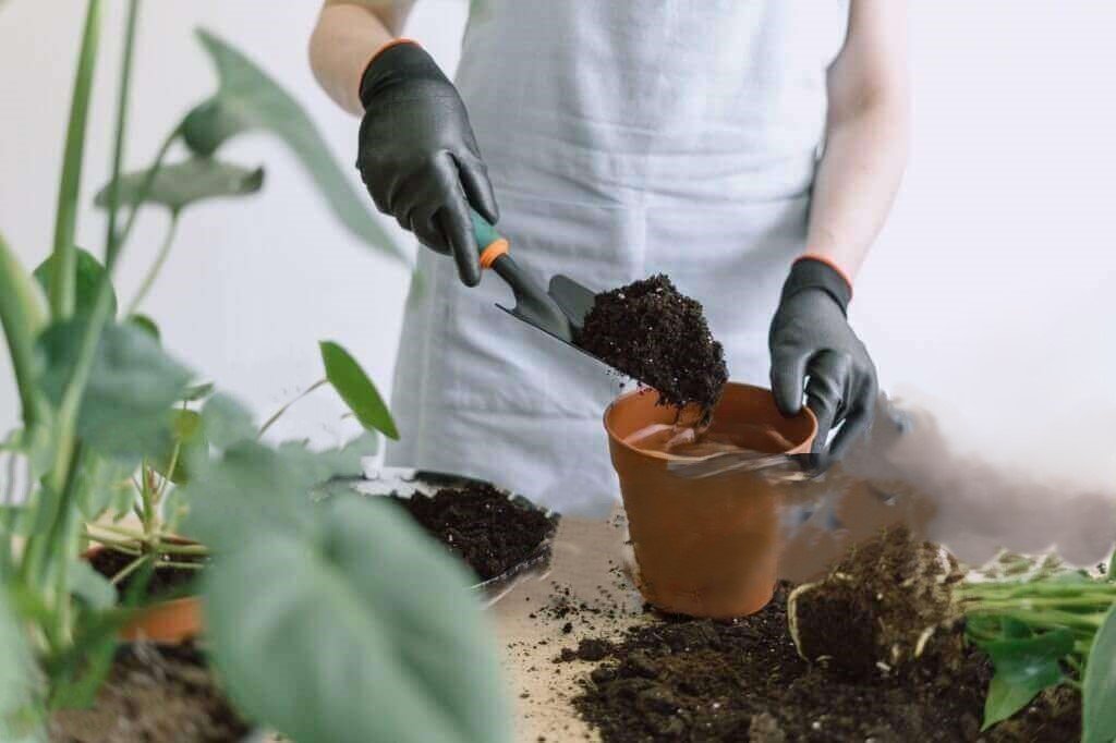 Plants for a Winter Garden in the California Bay Area