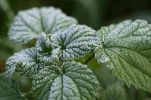 plant covers for winter
