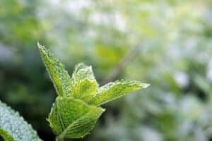 plant covers for winter