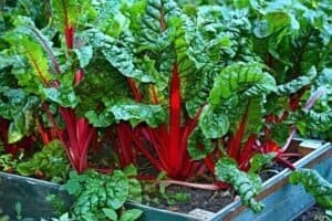 Can you plant culantro in winter