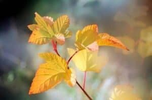 Can you plant culantro in winter