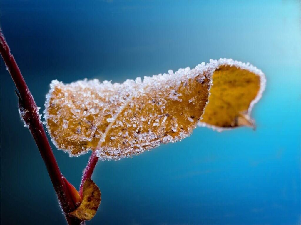 winterplant