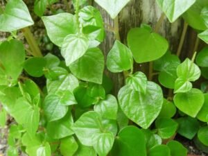 Baby rubber plant indoor benefits