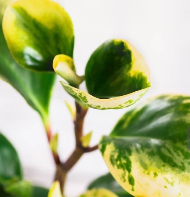 Baby rubber plant indoor benefits