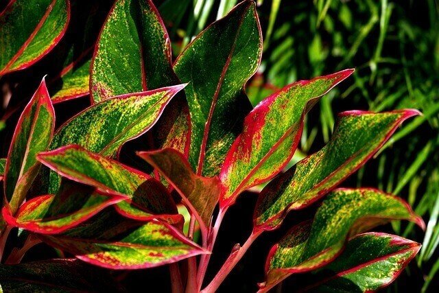 aglaonema-beauty