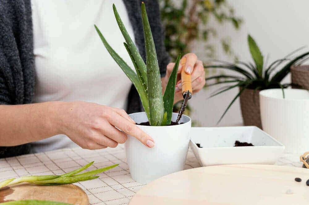 aloe vera plant care