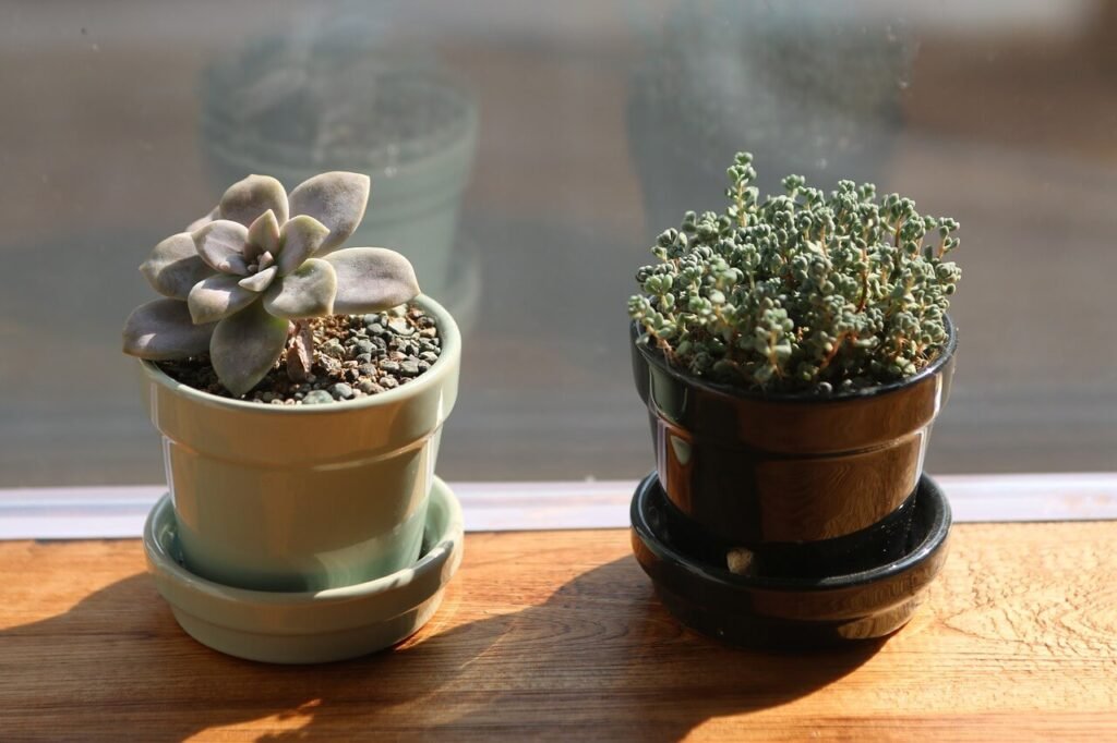 care for plants in winter