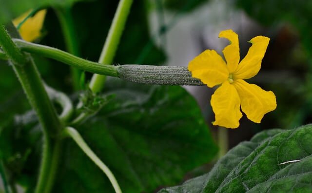 care of houseplants in winter