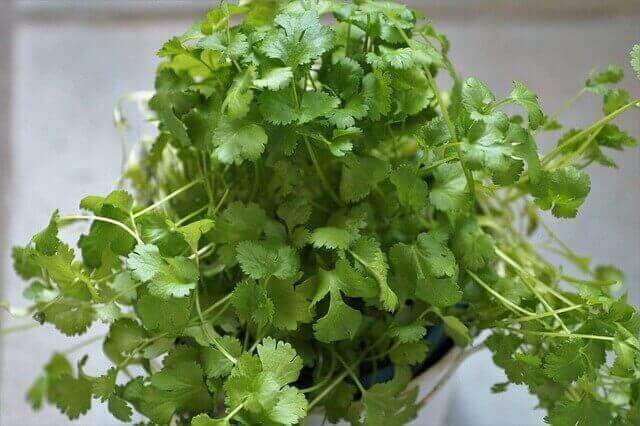 is cilantro and coriander the same plant