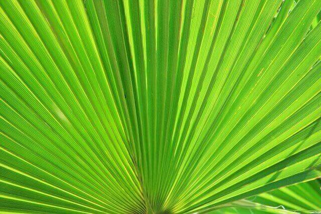 fan-palm