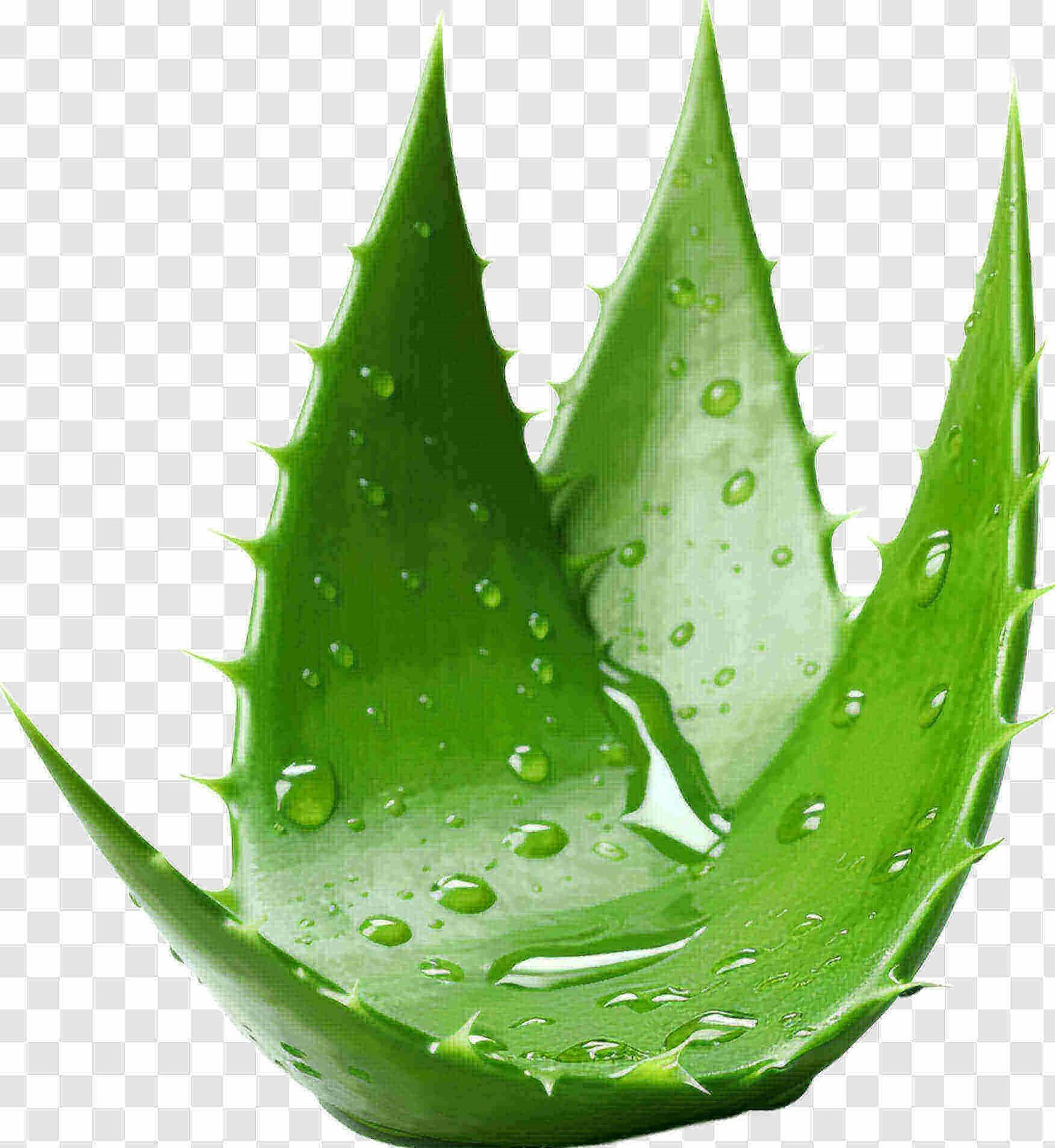 how to propagate aloe vera from leaf