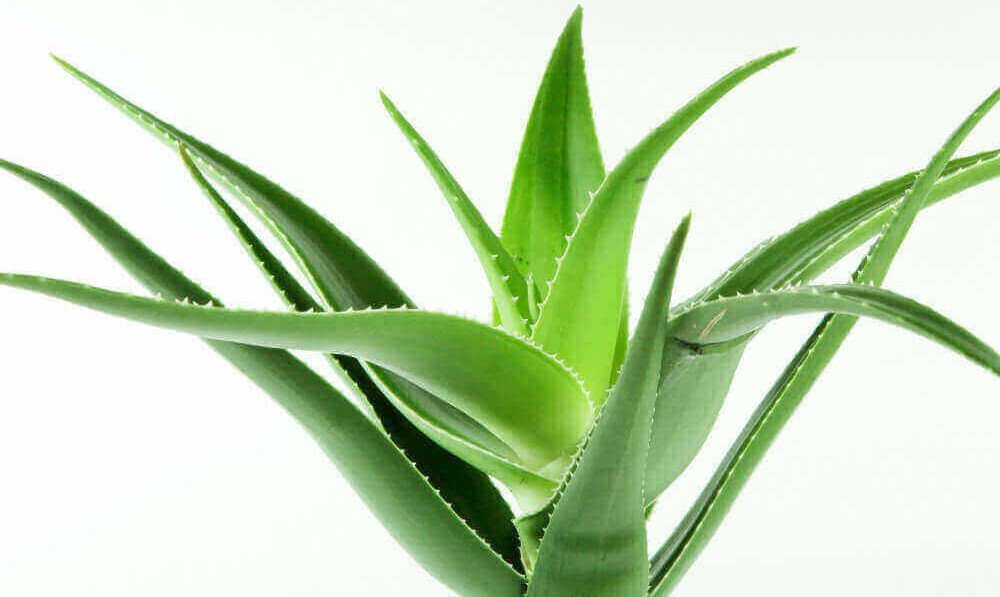 how to propagate aloe vera without roots