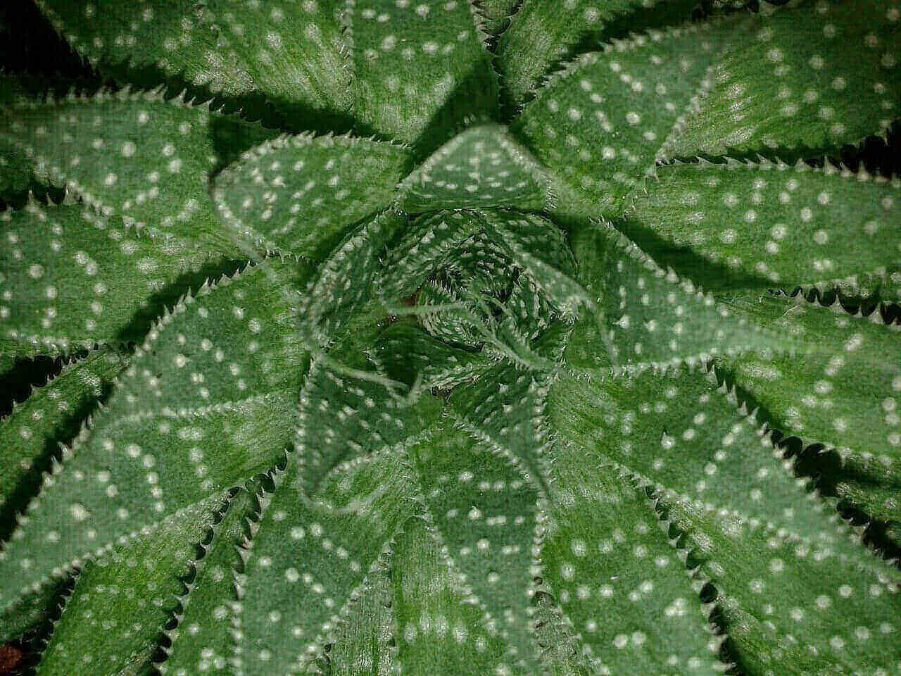 how to propagate aloe vera without roots
