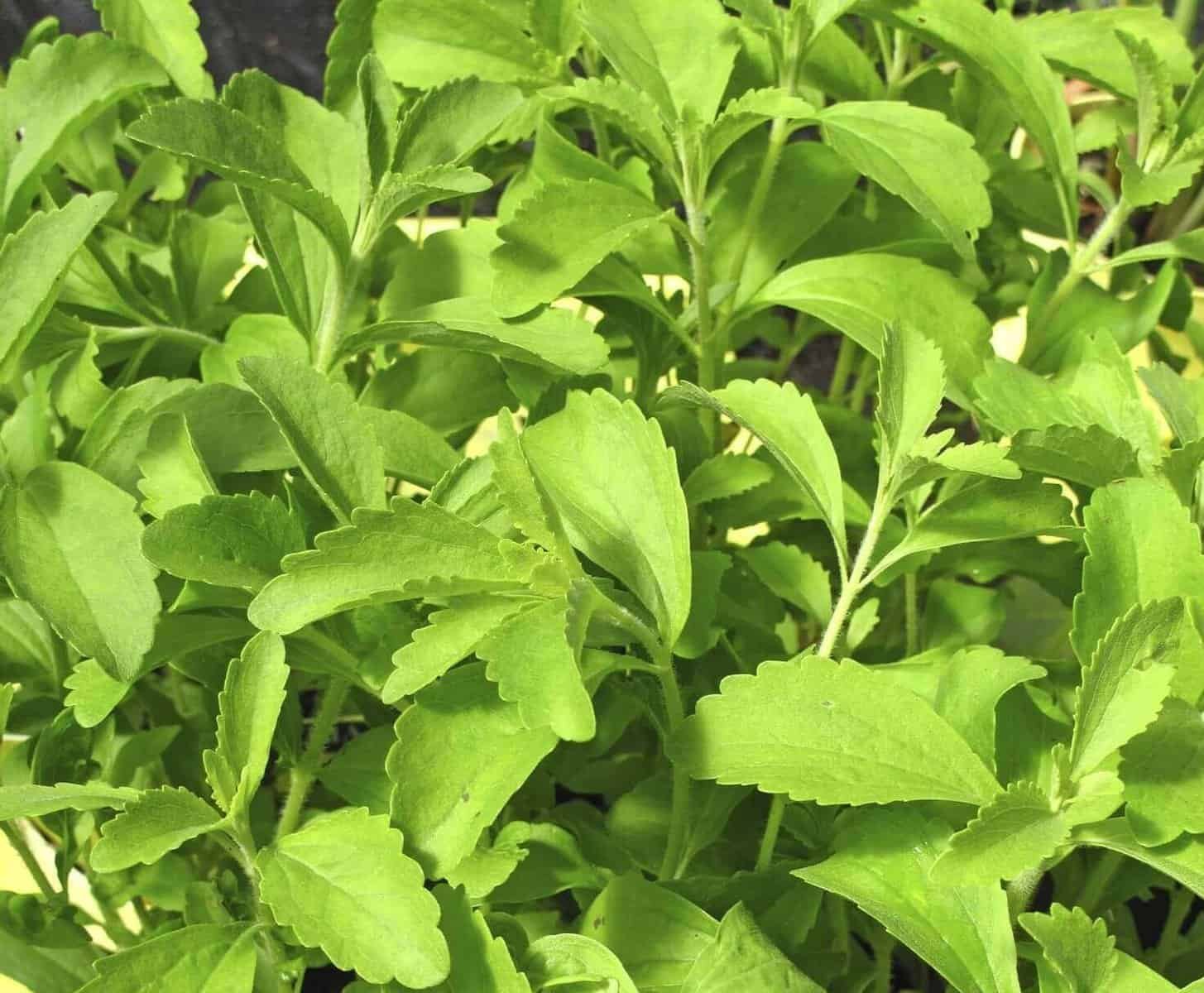 how to use stevia leaves