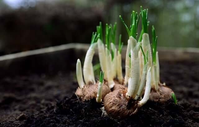 winter care for houseplants
